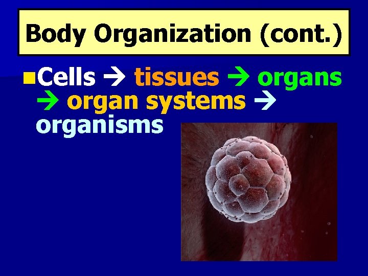 Body Organization (cont. ) n. Cells tissues organ systems organisms 