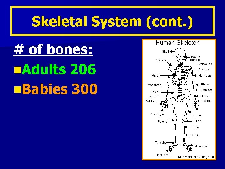 Skeletal System (cont. ) # of bones: n. Adults 206 n. Babies 300 