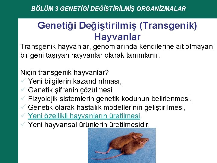 BÖLÜM 3 GENETİĞİ DEĞİŞTİRİLMİŞ ORGANİZMALAR Genetiği Değiştirilmiş (Transgenik) Hayvanlar Transgenik hayvanlar, genomlarında kendilerine ait