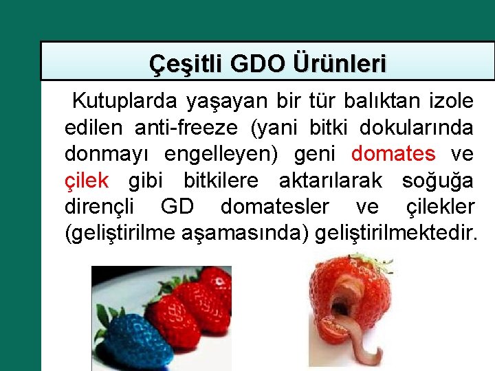 Çeşitli GDO Ürünleri Kutuplarda yaşayan bir tür balıktan izole edilen anti-freeze (yani bitki dokularında