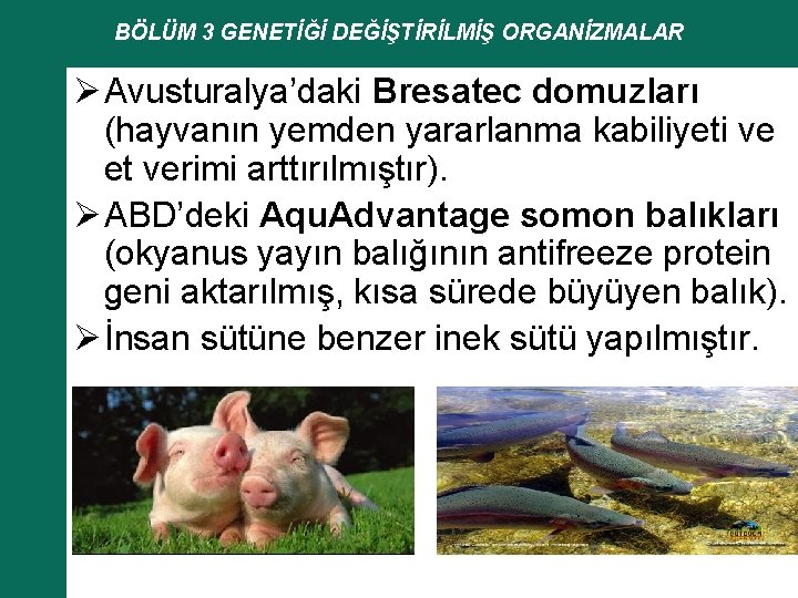 BÖLÜM 3 GENETİĞİ DEĞİŞTİRİLMİŞ ORGANİZMALAR Ø Avusturalya’daki Bresatec domuzları (hayvanın yemden yararlanma kabiliyeti ve