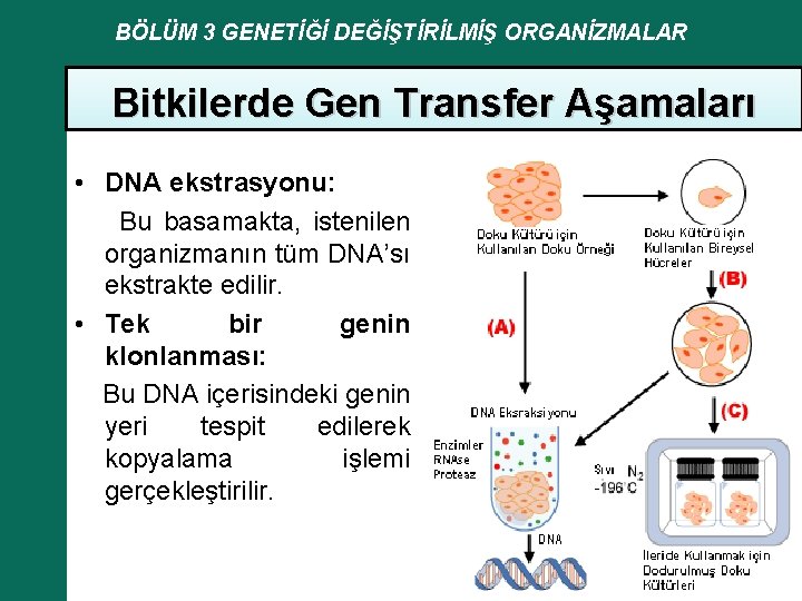 BÖLÜM 3 GENETİĞİ DEĞİŞTİRİLMİŞ ORGANİZMALAR Bitkilerde Gen Transfer Aşamaları • DNA ekstrasyonu: Bu basamakta,