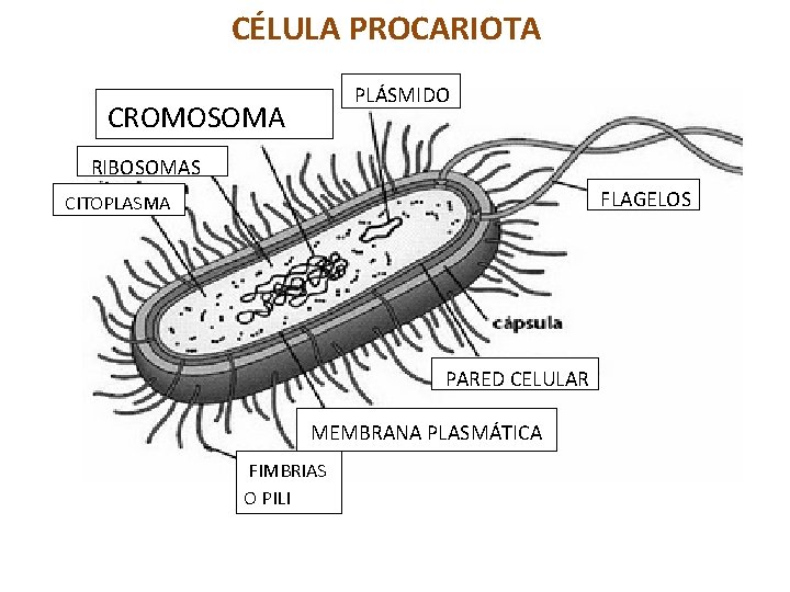 CÉLULA PROCARIOTA PLÁSMIDO CROMOSOMA RIBOSOMAS FLAGELOS CITOPLASMA PARED CELULAR MEMBRANA PLASMÁTICA FIMBRIAS O PILI