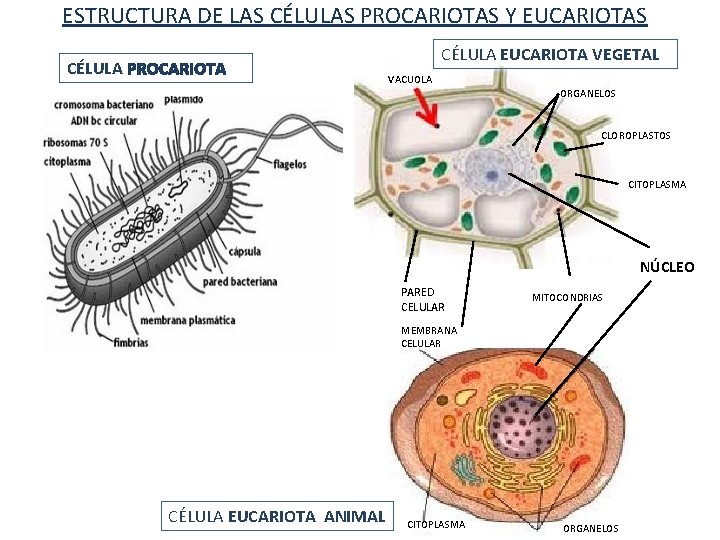 ESTRUCTURA DE LAS CÉLULAS PROCARIOTAS Y EUCARIOTAS CÉLULA PROCARIOTA CÉLULA EUCARIOTA VEGETAL VACUOLA ORGANELOS