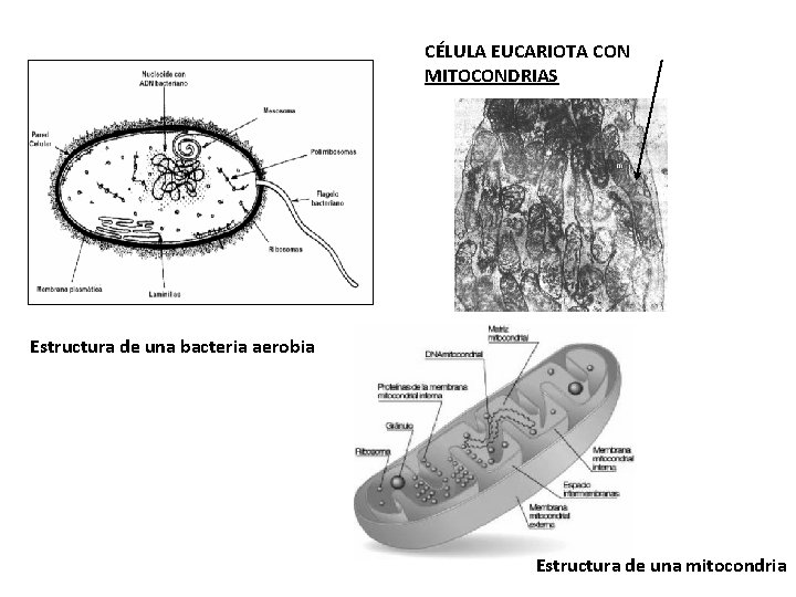 CÉLULA EUCARIOTA CON MITOCONDRIAS Estructura de una bacteria aerobia Estructura de una mitocondria 