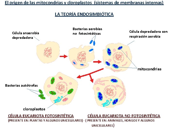 El origen de las mitocondrias y cloroplastos (sistemas de membranas internas) LA TEORÍA ENDOSIMBIÓTICA