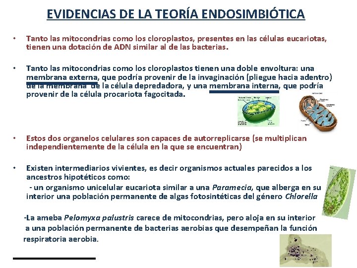 EVIDENCIAS DE LA TEORÍA ENDOSIMBIÓTICA • Tanto las mitocondrias como los cloroplastos, presentes en