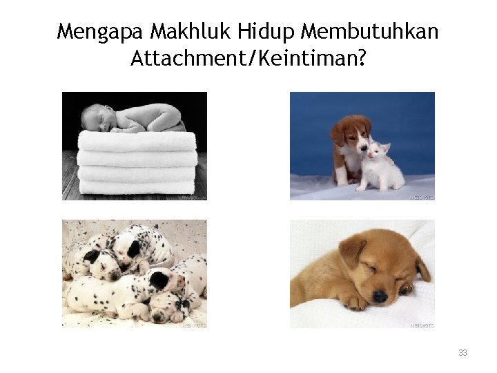 Mengapa Makhluk Hidup Membutuhkan Attachment/Keintiman? 33 