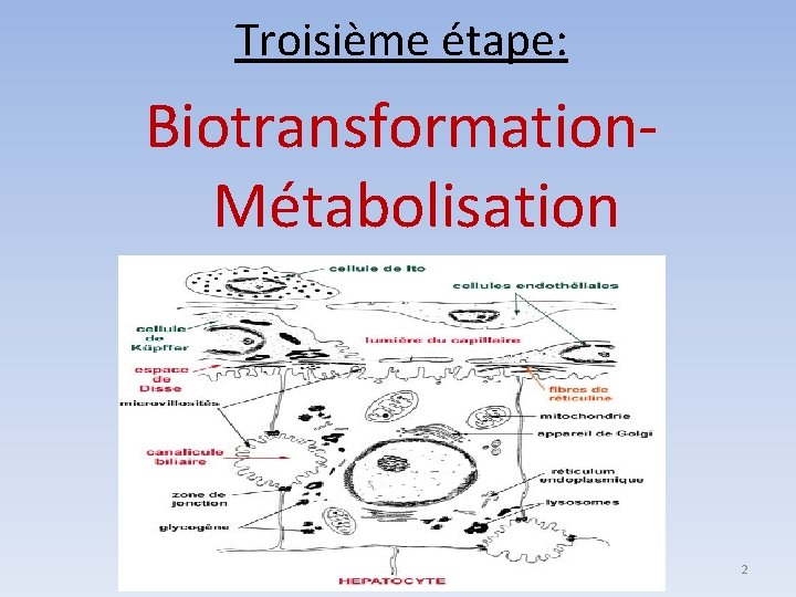 Troisième étape: Biotransformation. Métabolisation 2 
