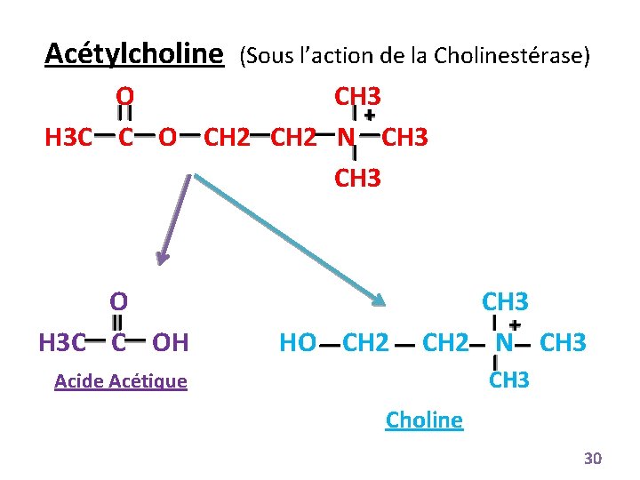 Acétylcholine (Sous l’action de la Cholinestérase) O CH 3 H 3 C C O