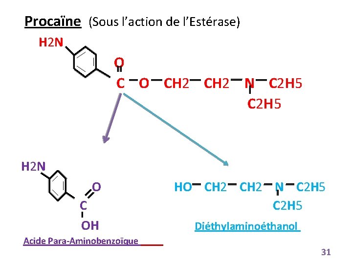 Procaïne (Sous l’action de l’Estérase) H 2 N O CH 2 N C 2
