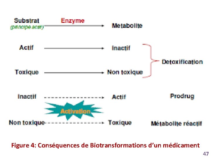 Figure 4: Conséquences de Biotransformations d’un médicament 47 