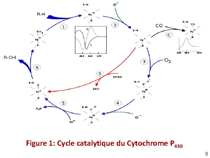 Figure 1: Cycle catalytique du Cytochrome P 450 9 