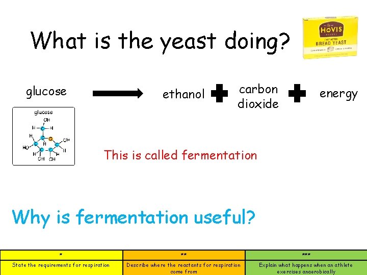 What is the yeast doing? glucose ethanol carbon dioxide energy This is called fermentation