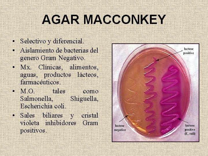 AGAR MACCONKEY • Selectivo y diferencial. • Aislamiento de bacterias del genero Gram Negativo.