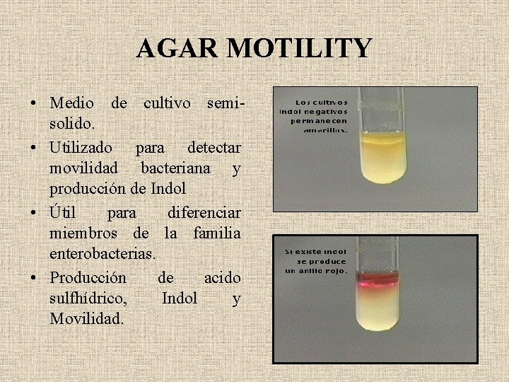 AGAR MOTILITY • Medio de cultivo semisolido. • Utilizado para detectar movilidad bacteriana y