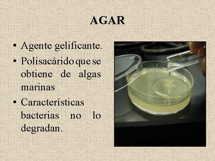 AGAR • Agente gelificante. • Polisacárido que se obtiene de algas marinas • Características