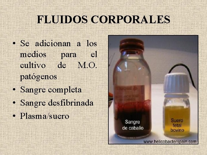 FLUIDOS CORPORALES • Se adicionan a los medios para el cultivo de M. O.