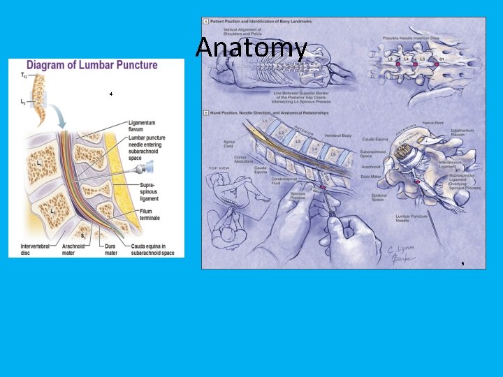 Anatomy 4 5 