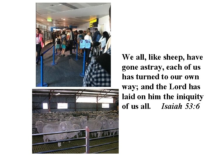 We all, like sheep, have gone astray, each of us has turned to our