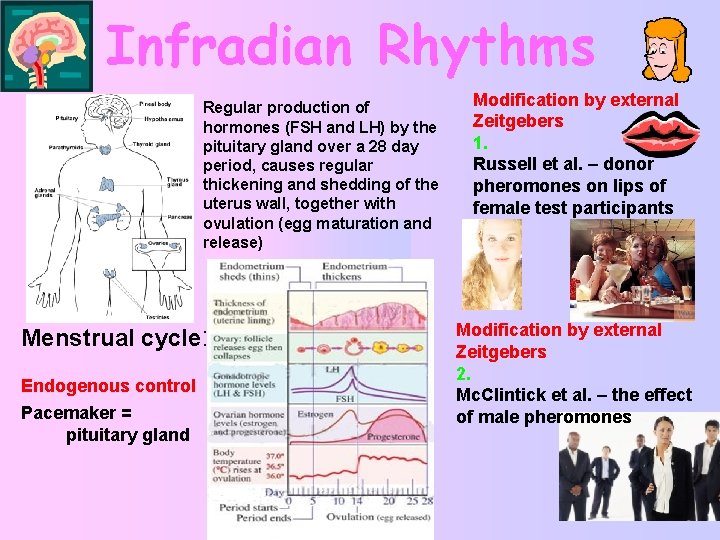 Infradian Rhythms Regular production of hormones (FSH and LH) by the pituitary gland over