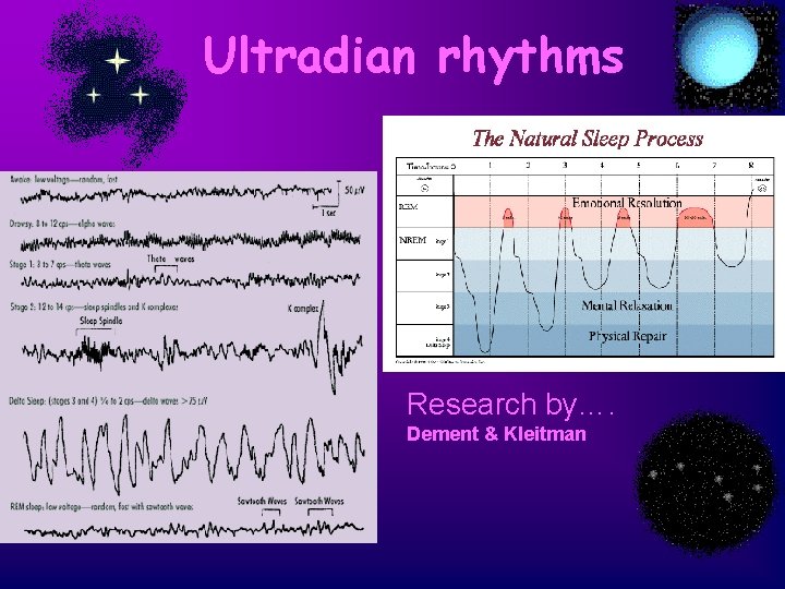 Ultradian rhythms Research by…. Dement & Kleitman 