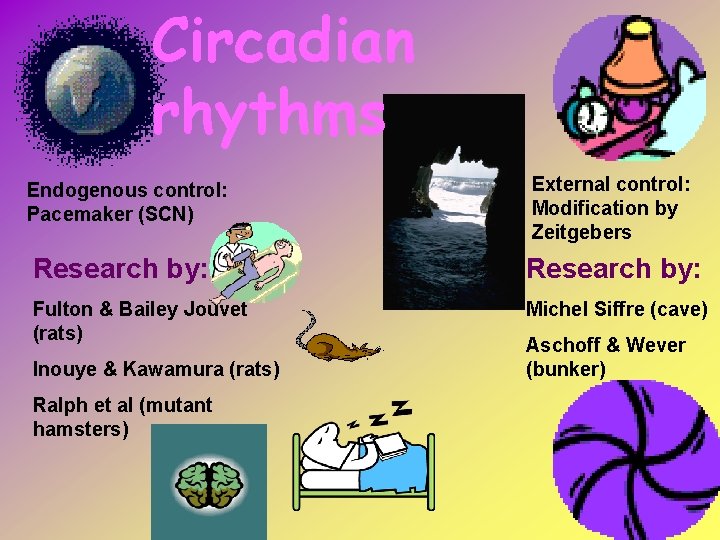 Circadian rhythms Endogenous control: Pacemaker (SCN) External control: Modification by Zeitgebers Research by: Fulton