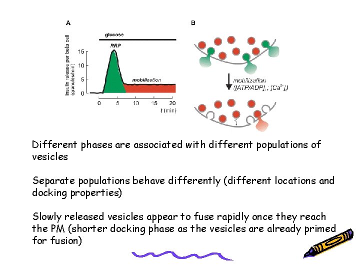 Different phases are associated with different populations of vesicles Separate populations behave differently (different