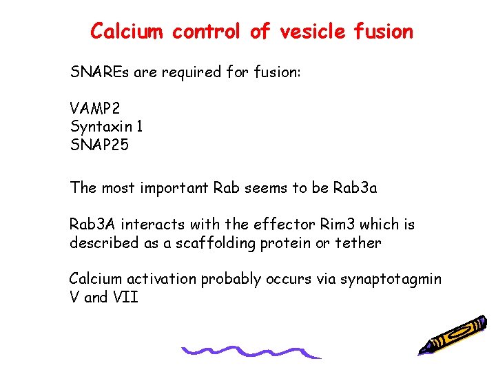 Calcium control of vesicle fusion SNAREs are required for fusion: VAMP 2 Syntaxin 1