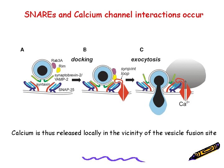 SNAREs and Calcium channel interactions occur Calcium is thus released locally in the vicinity