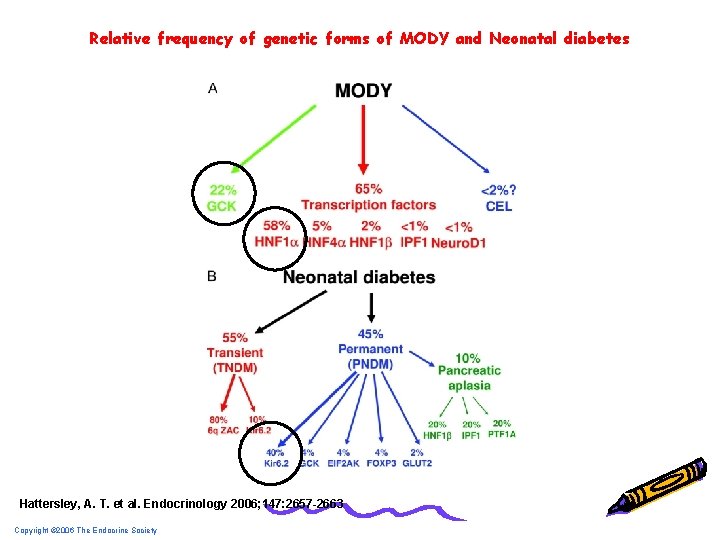 Relative frequency of genetic forms of MODY and Neonatal diabetes Hattersley, A. T. et