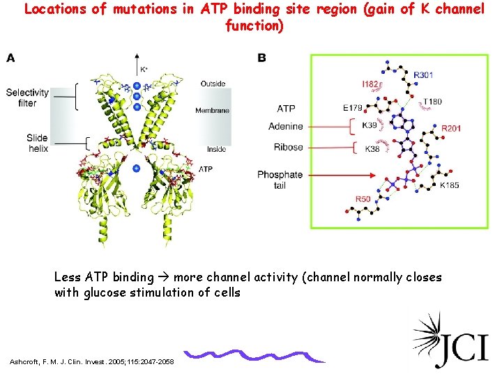 Locations of mutations in ATP binding site region (gain of K channel function) Less