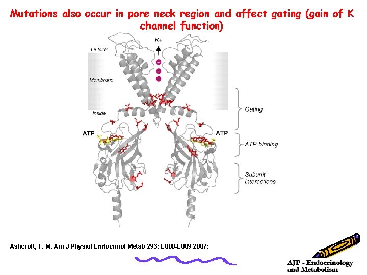 Mutations also occur in pore neck region and affect gating (gain of K channel