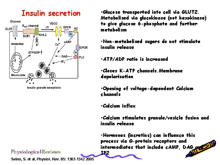Insulin secretion • Glucose transported into cell via GLUT 2. Metabolised via glucokinase (not