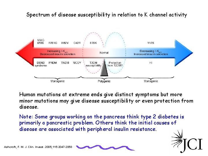 Spectrum of disease susceptibility in relation to K channel activity Human mutations at extreme
