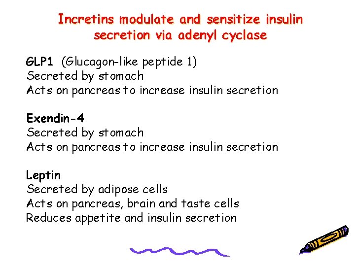 Incretins modulate and sensitize insulin secretion via adenyl cyclase GLP 1 (Glucagon-like peptide 1)