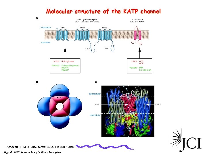 Molecular structure of the KATP channel Ashcroft, F. M. J. Clin. Invest. 2005; 115: