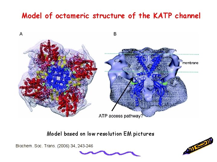 Model of octameric structure of the KATP channel Model based on low resolution EM
