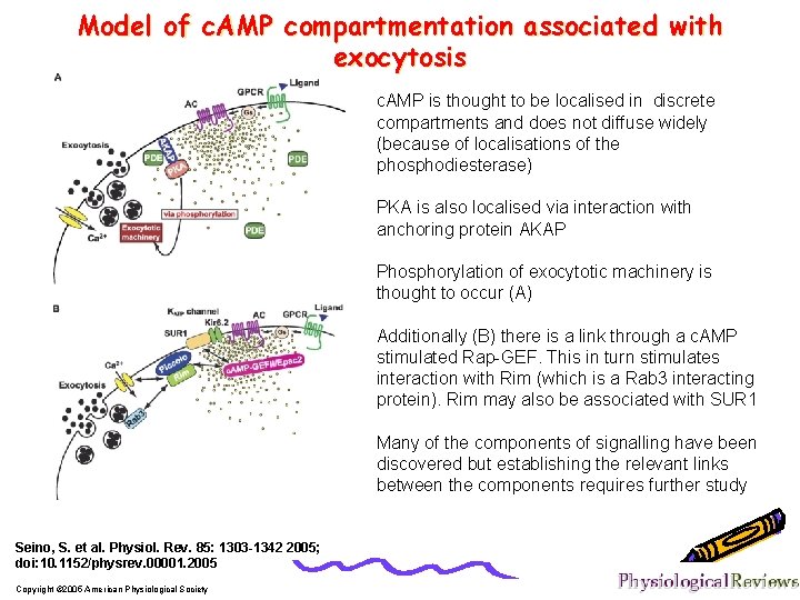 Model of c. AMP compartmentation associated with exocytosis c. AMP is thought to be
