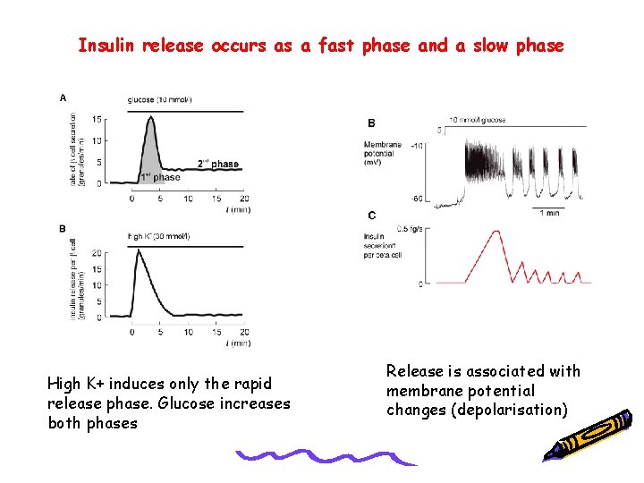 Insulin release occurs as a fast phase and a slow phase Picture High K+