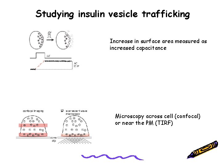 Studying insulin vesicle trafficking Increase in surface area measured as increased capacitance Microscopy across