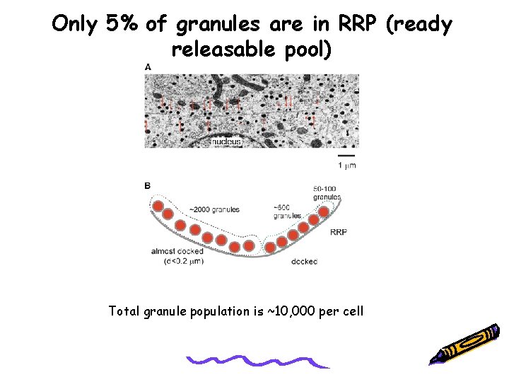 Only 5% of granules are in RRP (ready releasable pool) Total granule population is