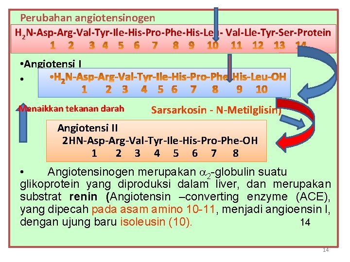 Perubahan angiotensinogen H 2 N-Asp-Arg-Val-Tyr-Ile-His-Pro-Phe-His-Leu- Val-Lle-Tyr-Ser-Protein • Angiotensi I • Menaikkan tekanan darah •