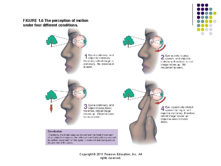 FIGURE 1. 6 The perception of motion under four different conditions. Copyright © 2011