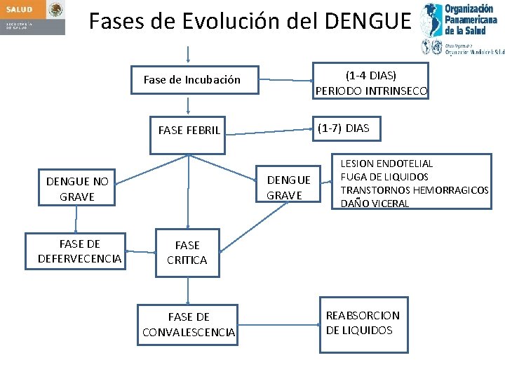 Fases de Evolución del DENGUE (1 -4 DIAS) PERIODO INTRINSECO Fase de Incubación (1