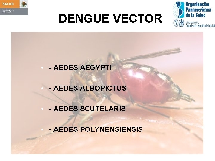 DENGUE VECTOR • - AEDES AEGYPTI • - AEDES ALBOPICTUS • - AEDES SCUTELARIS