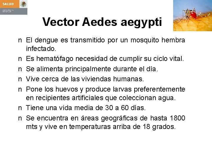 Vector Aedes aegypti n El dengue es transmitido por un mosquito hembra infectado. n