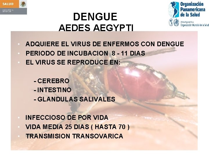 DENGUE AEDES AEGYPTI • ADQUIERE EL VIRUS DE ENFERMOS CON DENGUE • PERIODO DE