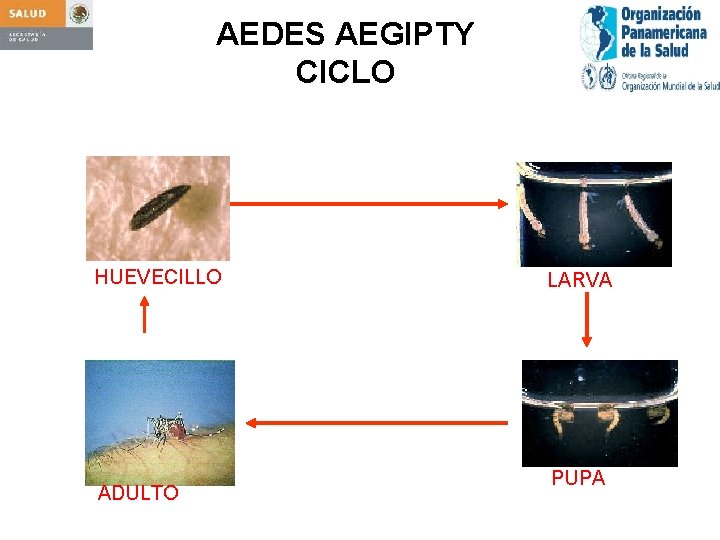 AEDES AEGIPTY CICLO HUEVECILLO ADULTO LARVA PUPA 