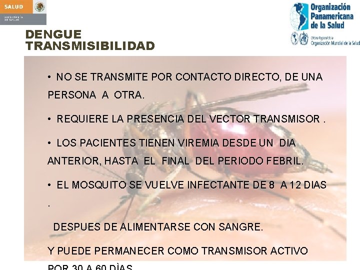 DENGUE TRANSMISIBILIDAD • NO SE TRANSMITE POR CONTACTO DIRECTO, DE UNA PERSONA A OTRA.